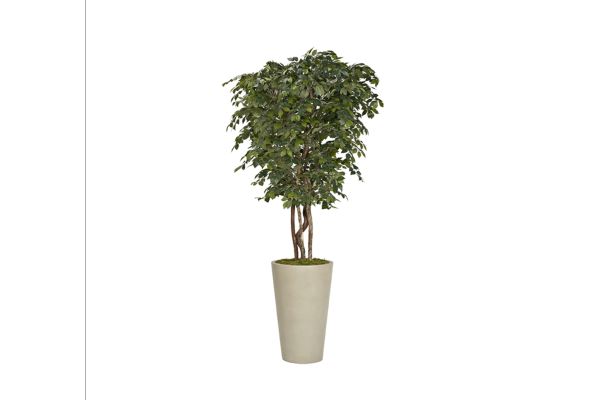 Sakaki Tree in Matte Planter 8′