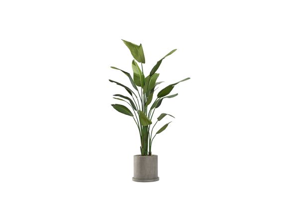 Traveler Palm in Marta Planter 8′ 